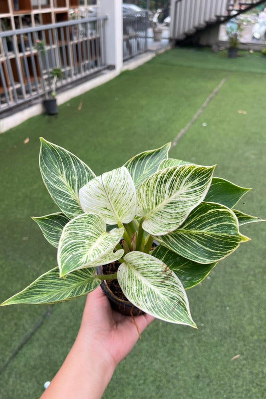 Philodendron Birkin with GroPot