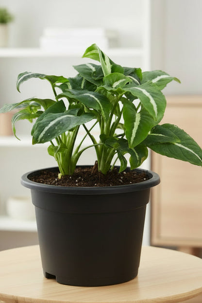 Syngonium Wendlandi