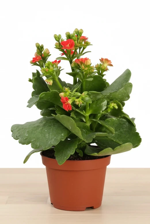 Kalanchoe