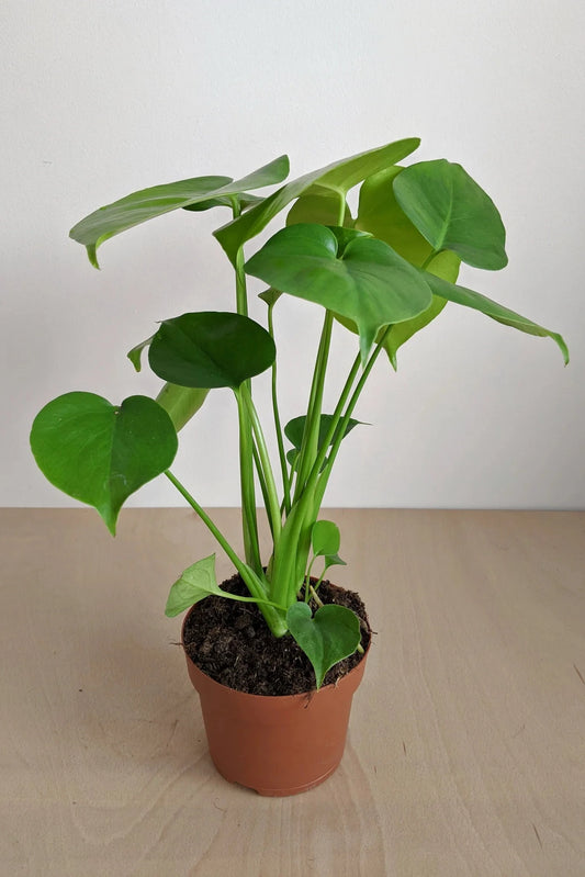 Monstera (Deliciosa)