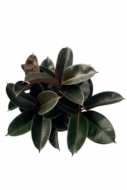 Rubber Plant Black- L