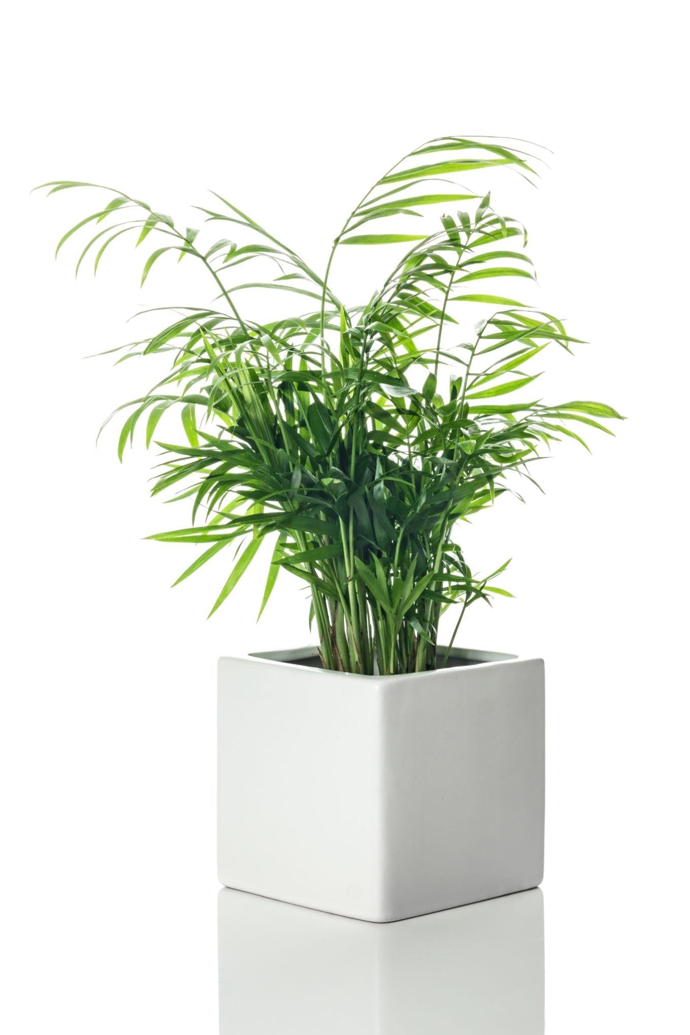 Bamboo Palm