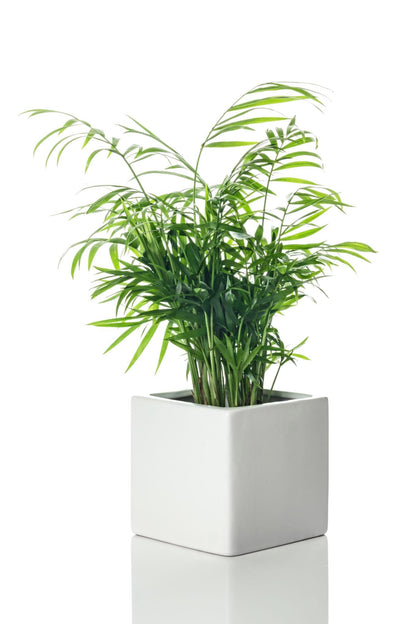 Bamboo Palm