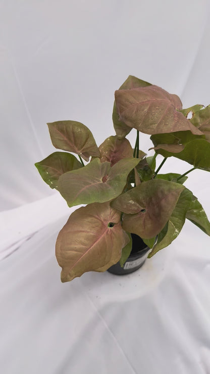 Pink Syngonium