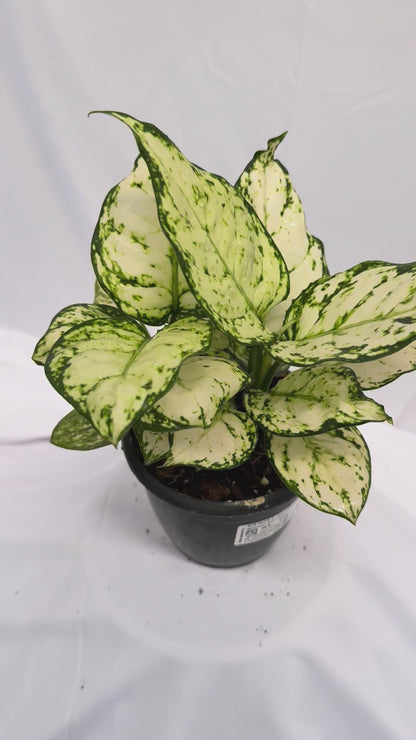 Aglaonema Snow White