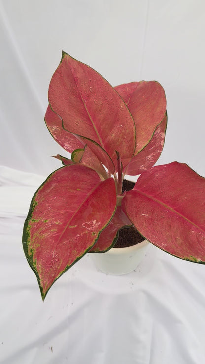 Aglaonema Red