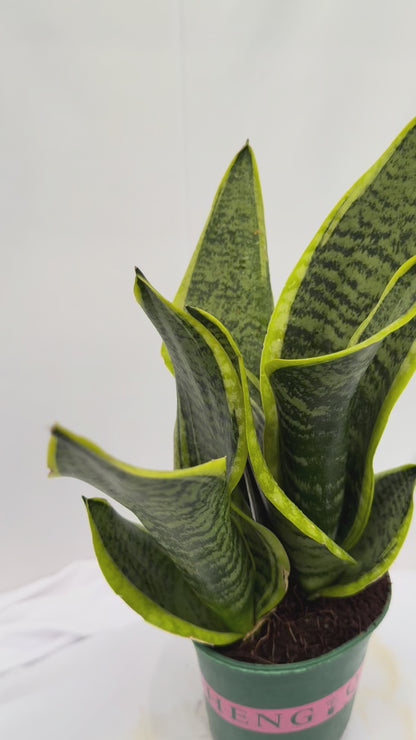 Snake Plant