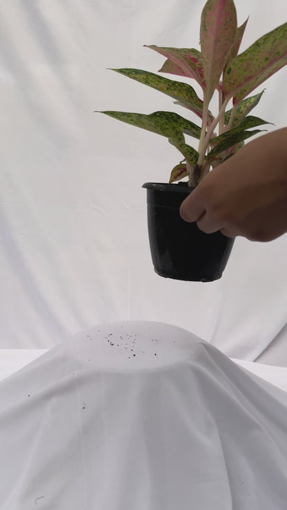Aglaonema Siam Aurora