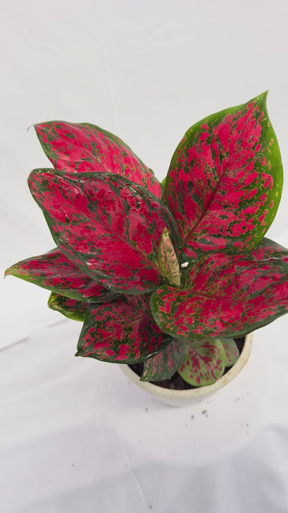 ⁠ ⁠Aglaonema Red