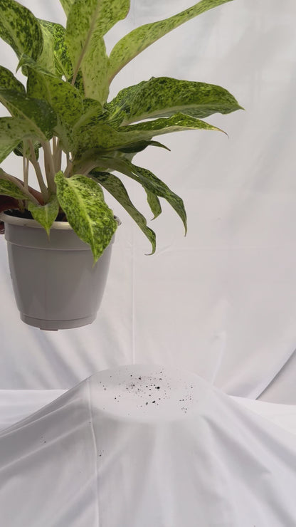 ⁠Aglaonema Lemon Green