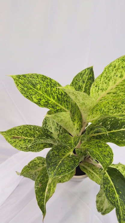 ⁠Aglaonema Lemon Green