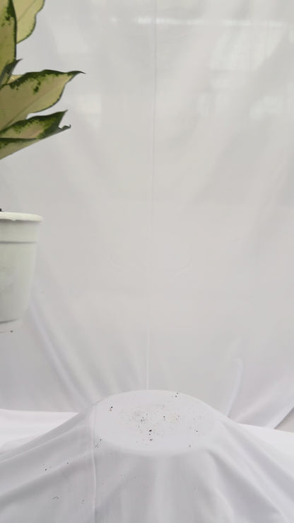 ⁠Aglaonema Snow White