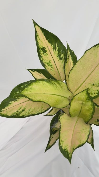 ⁠Aglaonema Snow White