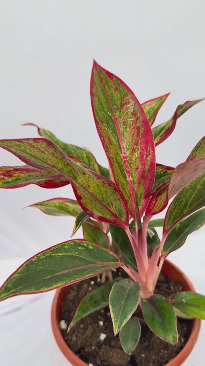Aglaonema Lipstick